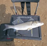 Vass Ray Rising Sticker Art Tackle Box Sea Angling Fishing 1008