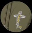Small Carp Print on Front